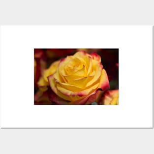 Floral arrangement with roses Posters and Art